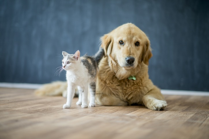 Flooring That Will Make Your Pets Happy